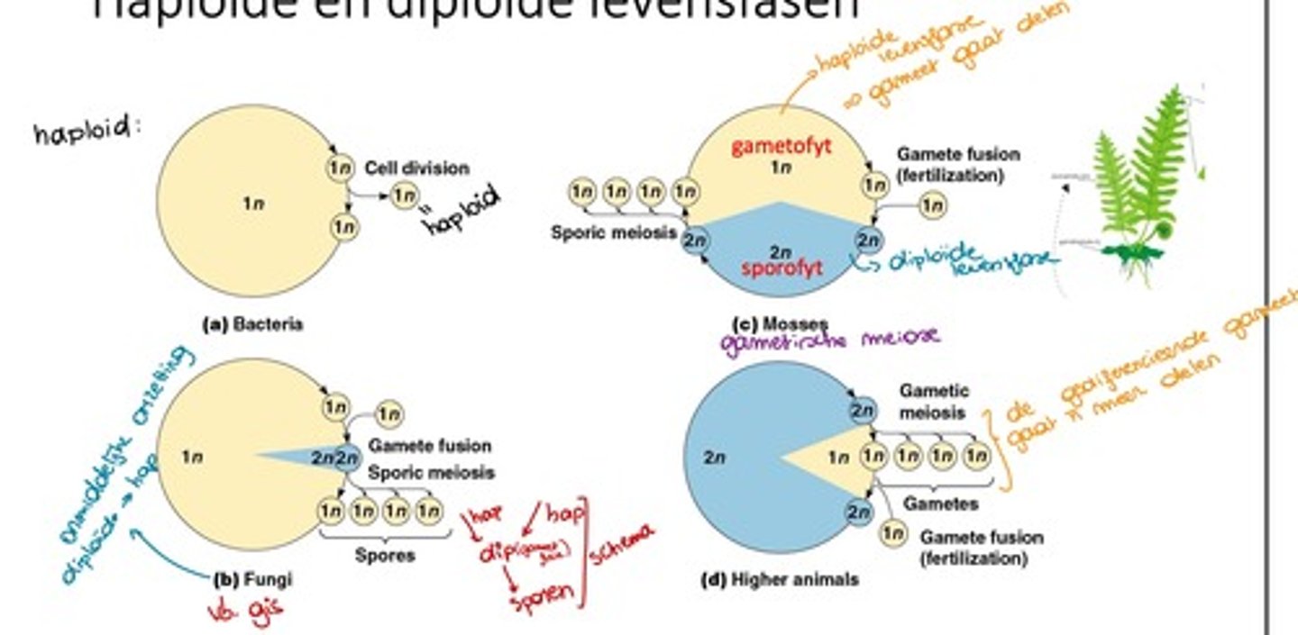 <p>a) bacteria (compleet haploid)</p><p>b) fungi (korte gameetfusie)</p><p>c) mosses (vooral haploid maar beide soorten voortplanting)</p><p>d) higher animals (korte haploide fase tijdens gameet-vorming</p>