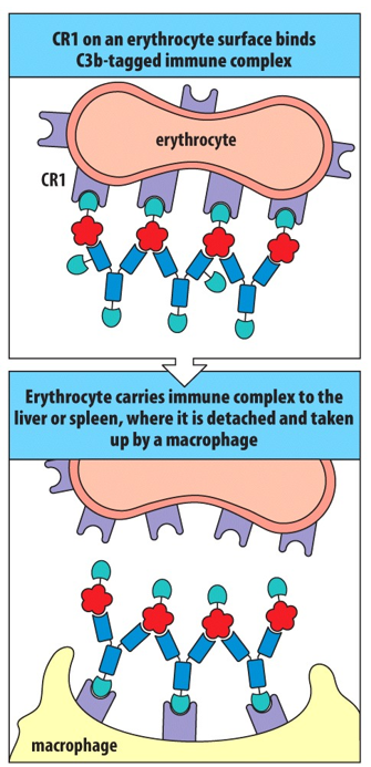 <p><span>pass through the liver and spleen;&nbsp;complement, antibody, and antigen</span></p>