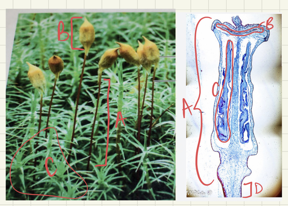 <ul><li><p>which organism is this?</p></li><li><p>is RIGHT picture sporophyte or gametophyte?</p></li><li><p>Label the slide</p></li></ul>