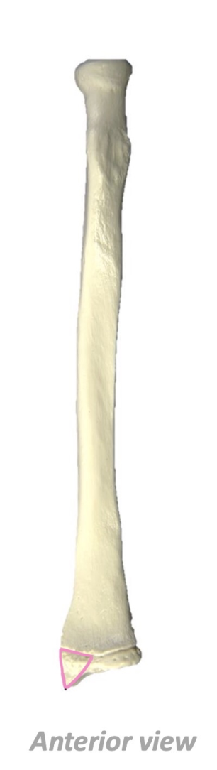 term image