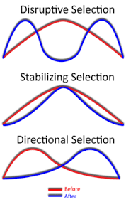 <ul><li><p>Disruptive selection</p></li><li><p>Stabilizing selection</p></li><li><p>Directional Selection</p></li></ul><p></p>