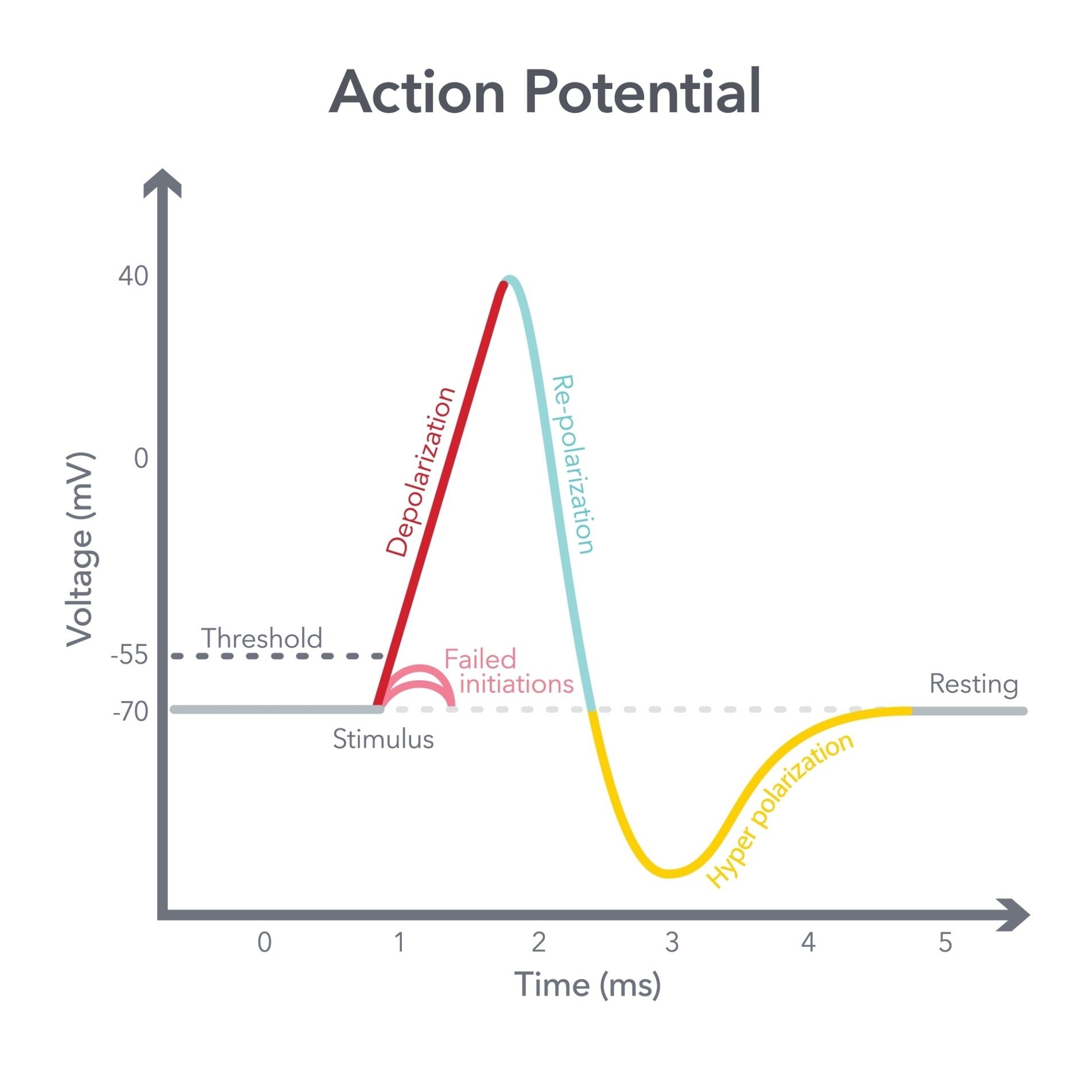 <p>Action potentiol</p>