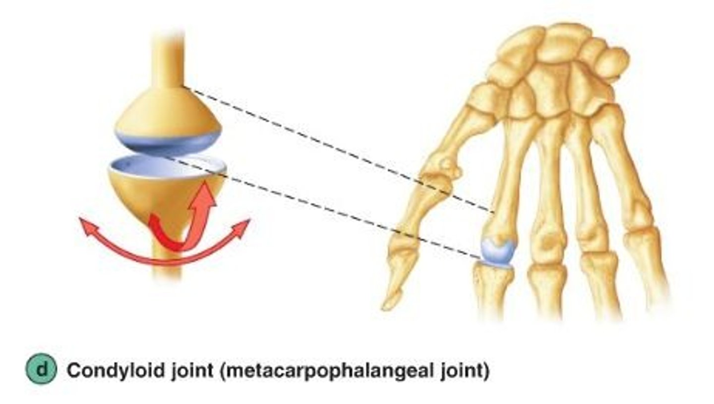 <p>biaxial joints, an oval depression in one bone accepts an oval shaped condyle of another bone; movements-mainly flexion-extension, and a little adduction and abduction; Ex: metacarpals and phalanges</p>
