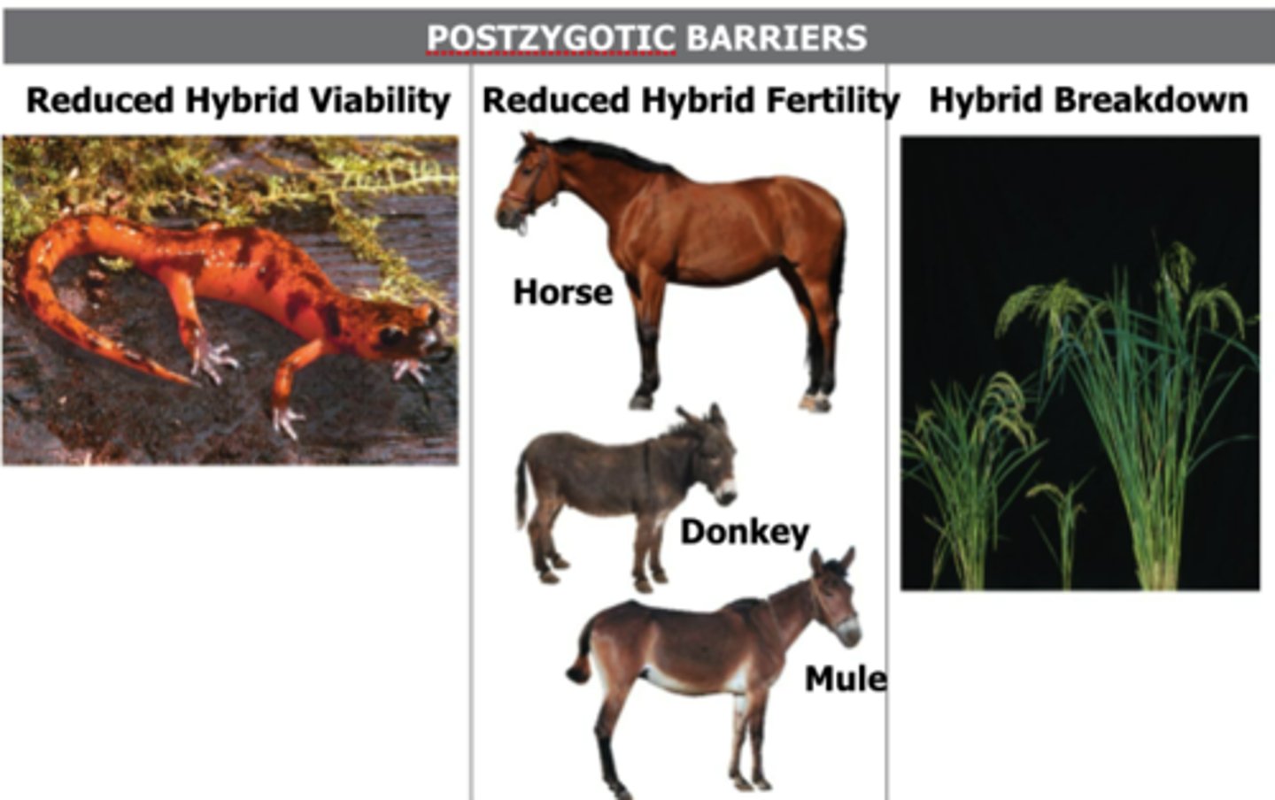 <p>Barriers that prevent the hybrid zygote from becoming a fertile adult.</p>