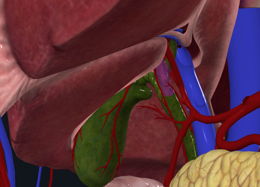 <p>What is highlighted in purple</p>