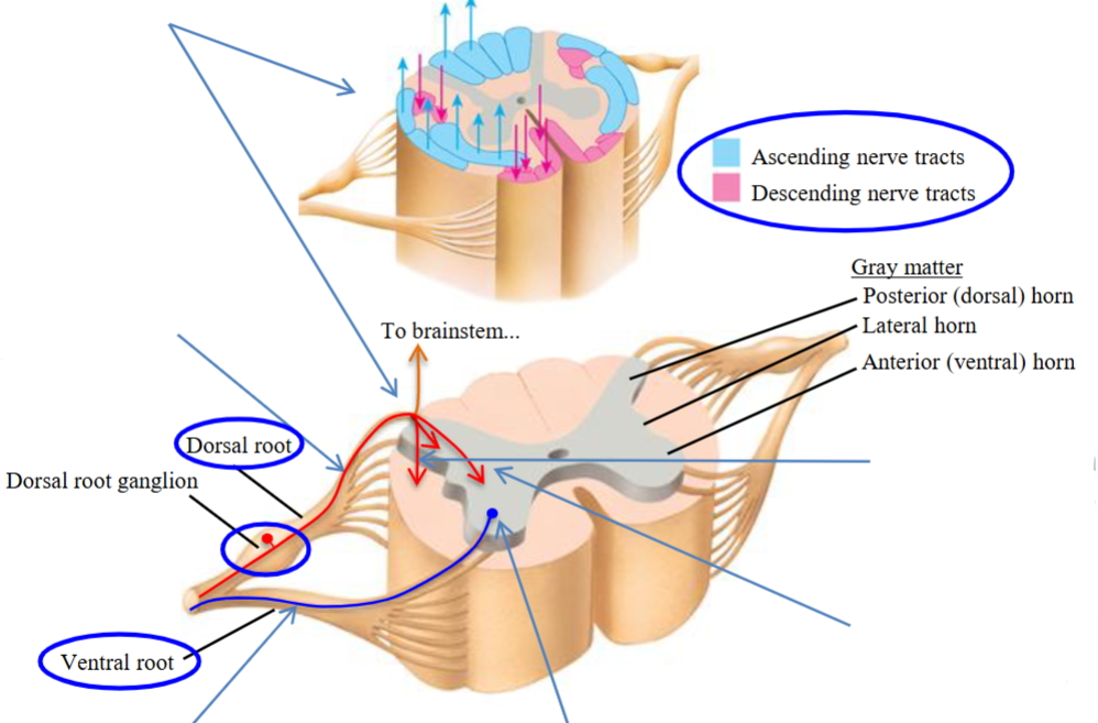 <ul><li><p>Step 1 in the process. </p></li><li><p>Sensory afferents whose cell bodies are in the dorsal root ganglia, enter spinal cord via the dorsal roots. </p></li></ul><p></p>
