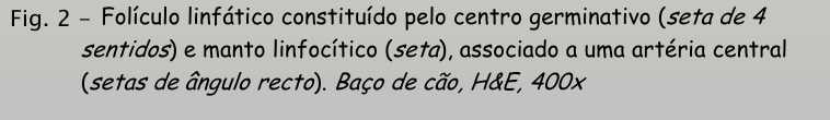 <p>baço - folículo linfático </p>