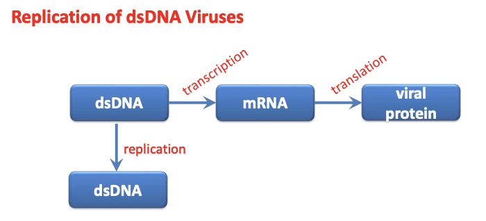 <p>Explain <strong>general DNA virus replication strategies, </strong><u>Herpesvirus as dsDNA virus (Class I)</u></p>