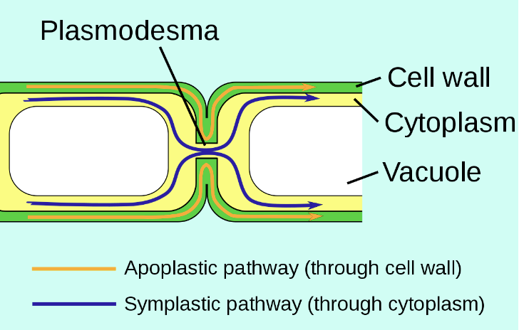 <p>apoplastic: cnts cell walls allow movement of water outside of cells</p><p>symplastic: movement of water by cytoplasm</p>