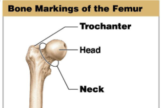 <p>A large rough projection.</p>