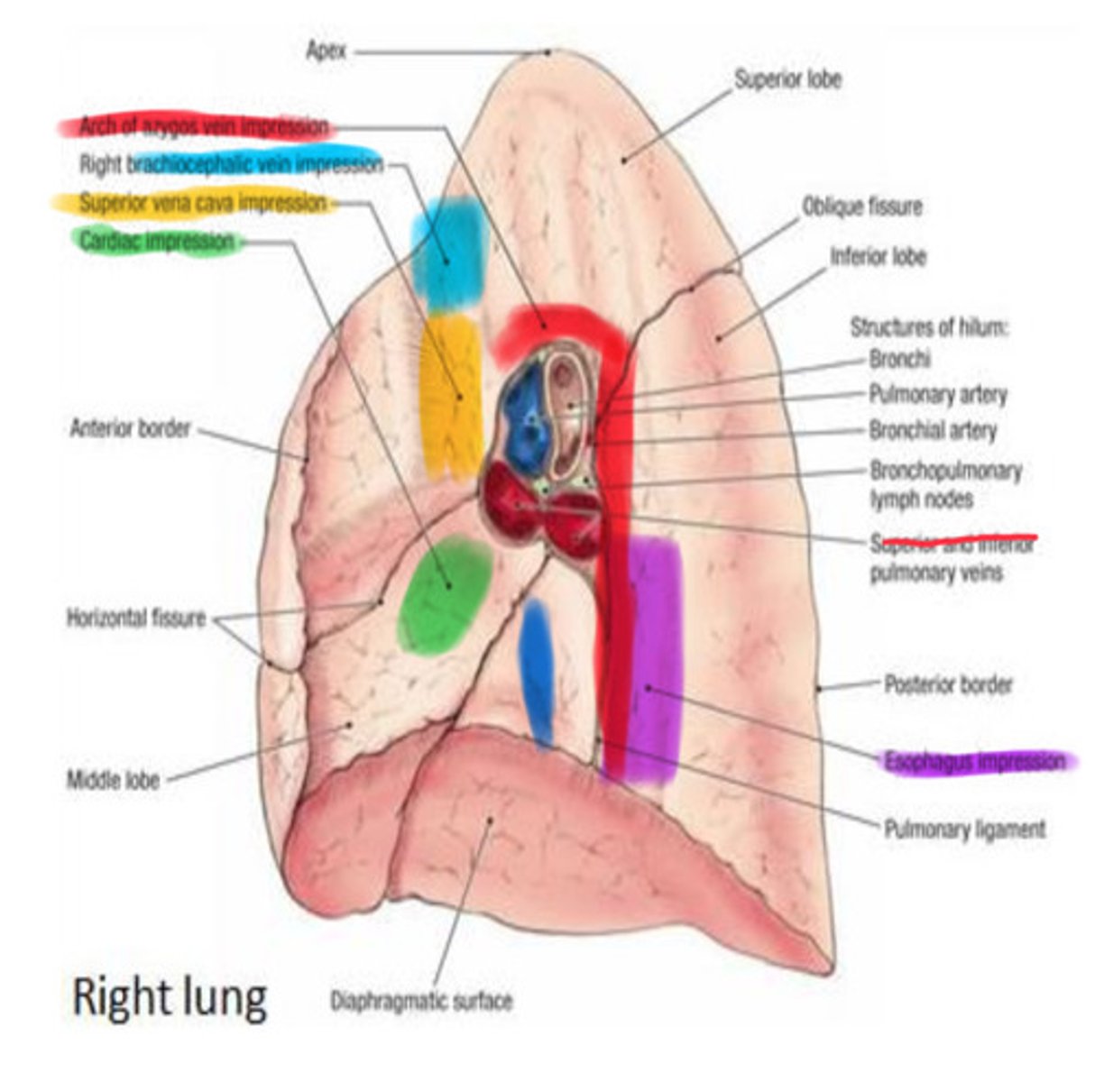 <p>- Heart</p><p>- IVC and SVC</p><p>- Azygos vein</p><p>- Esophagus</p><p>- Right subclavian vessels</p>