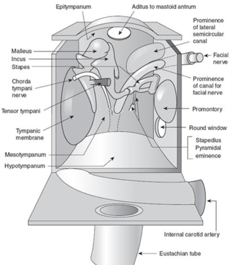 <p>top plate of the cavity & has a thin layer of bone that separates the middle ear space from the brain cavity</p>