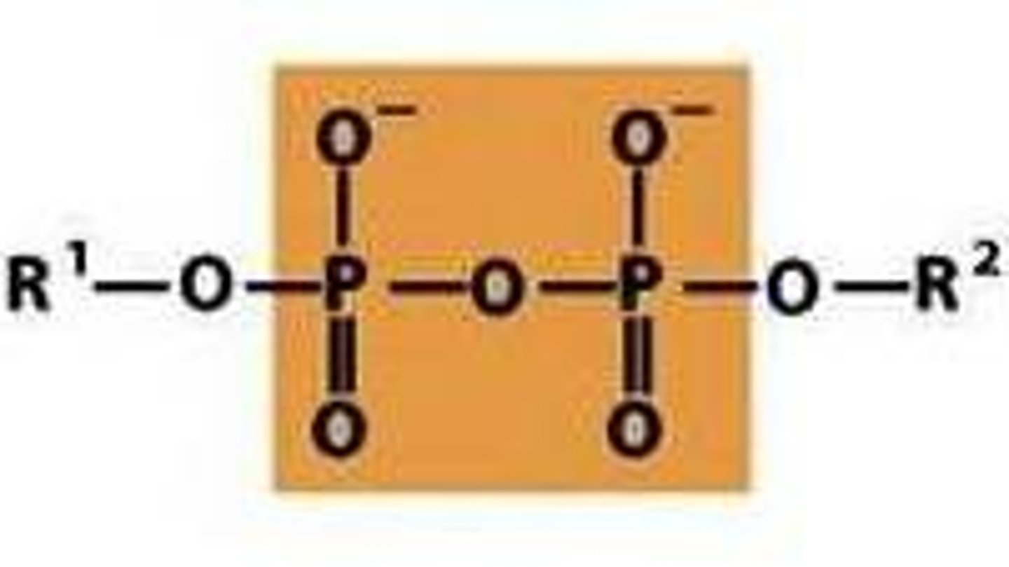 <p>-2 phosphoryl groups bonded together via an oxygen</p>