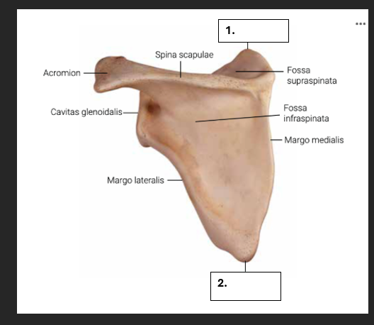 <p>Welke hoeken heeft de scapula?</p>