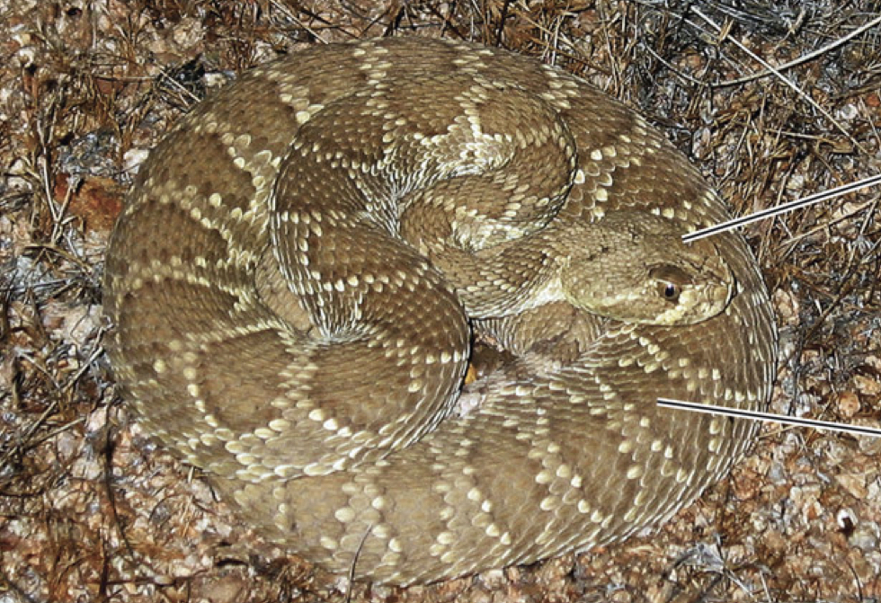 mojabi rattlesnake

\
body rounded with head in striking position