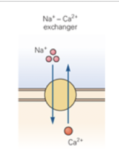 <ul><li><p>does NOT directly use ATP hydrolysis. instead uses energy from ion gradient established already from primary active transport (to move another ion across a cell against conc gradient )</p></li></ul><p></p><ul><li><p>active transport allows for storage of energy in form of concentration gradient</p></li></ul><p></p><p>Na+-Ca2+ exchanger </p><ul><li><p>Ca2+ transported out of cell without atp</p></li><li><p>because Na+and Ca2+ transported in opposite directions, exchanger= antiporter </p></li><li><p>basically hydrolysis of ATP from na+-K+ pump also provides energy for this because uses Na+ gradient</p></li></ul><p></p>