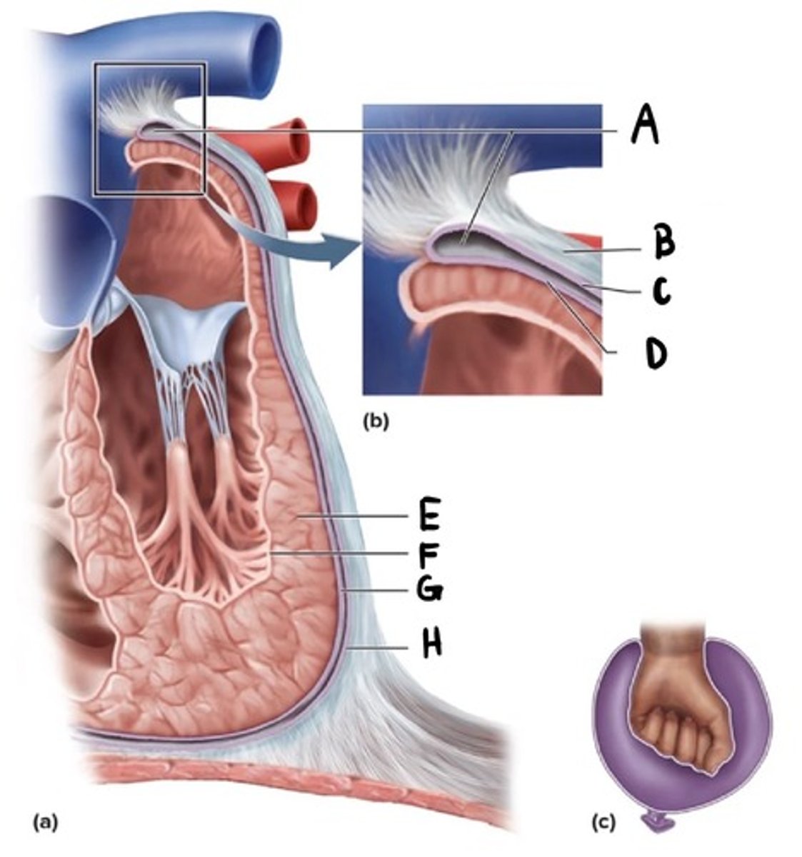 <p>What is H?</p>
