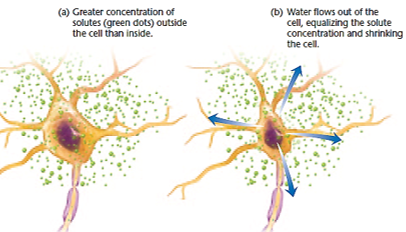 <p><span><span>Because salty foods increase solute concentration outside the cell, so water leaves the cell to balance it out</span></span></p>