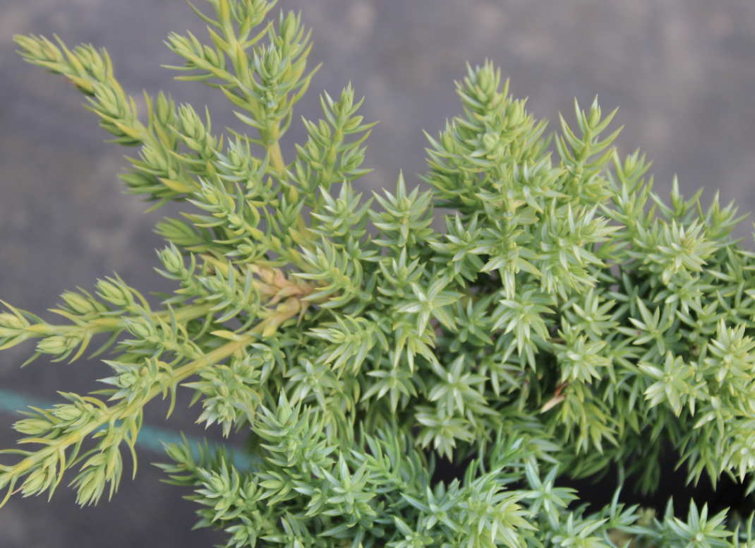 Procumbent Juniper
