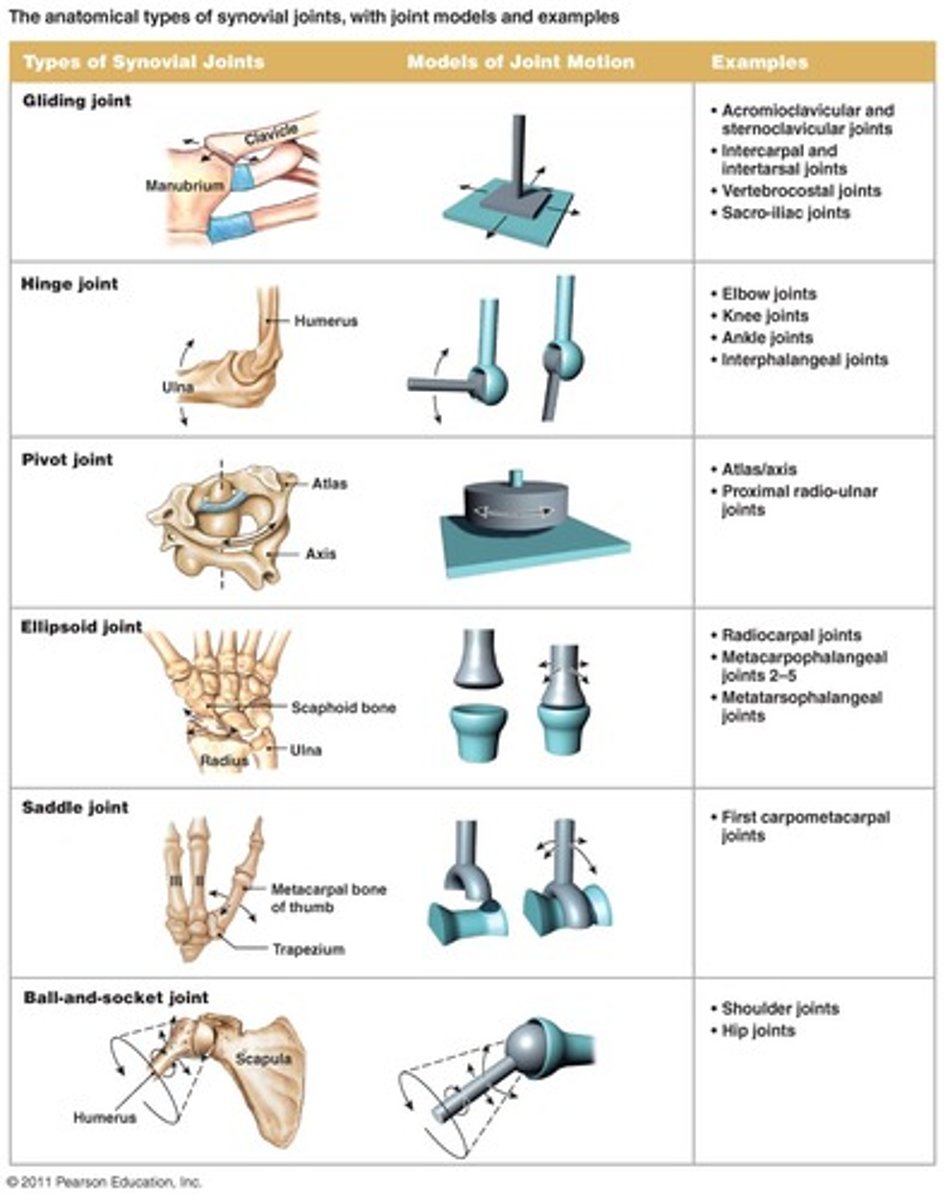 <p>Gliding (plane), hinge, pivot, condyloid, saddle, ball and socket</p>