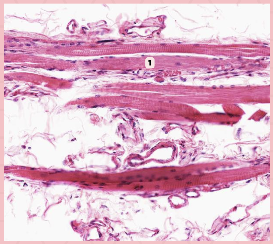 <p>Identify the specimen.</p>
