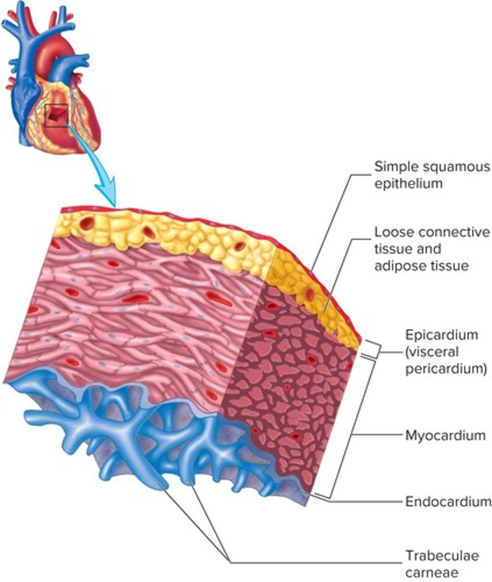 <p>Epicardium (visceral pericardium), myocardium, and endocardium.</p>