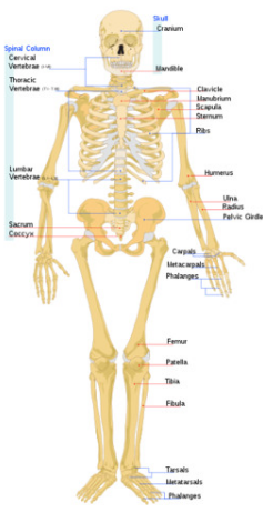 <p>Skeletal System</p>