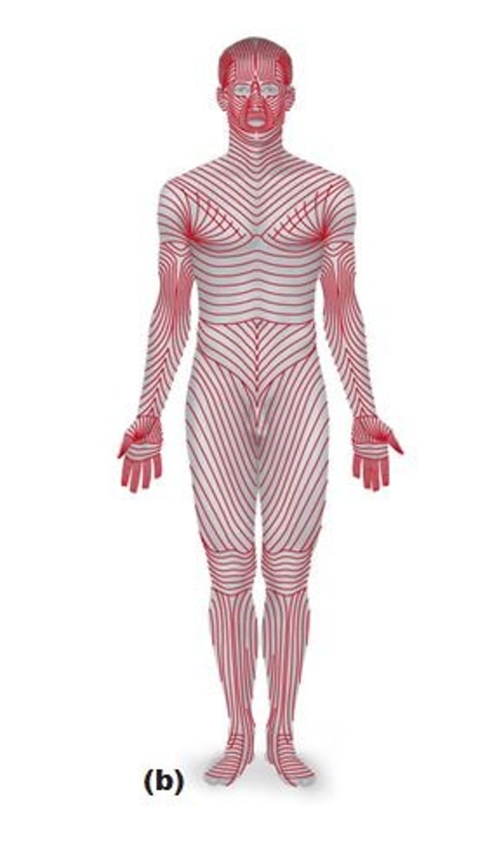 <p>Formed by uniform alignment of collagen and elastic fibers</p>