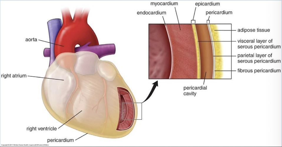 <p>Wall of the heart</p>