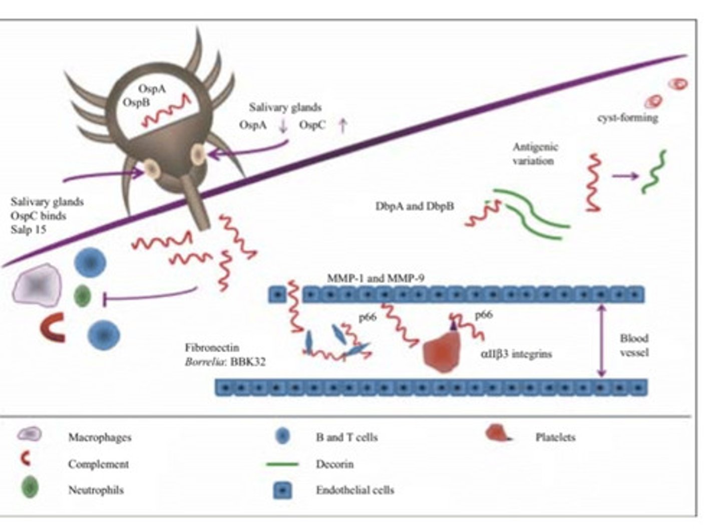 <p>-results from antigenic variation by the organism</p><p>-diseae is characterized by episodes of fever which come and go for periods of weeks or months</p><p>-after infection, the bacteria multiply in tissues and cause a febrile illness until the onset of immunological response</p><p>-bacteria then disappear from the blood because of antibody mediated phagocytosis, lysis, agglutination</p><p>-the fever falls</p>