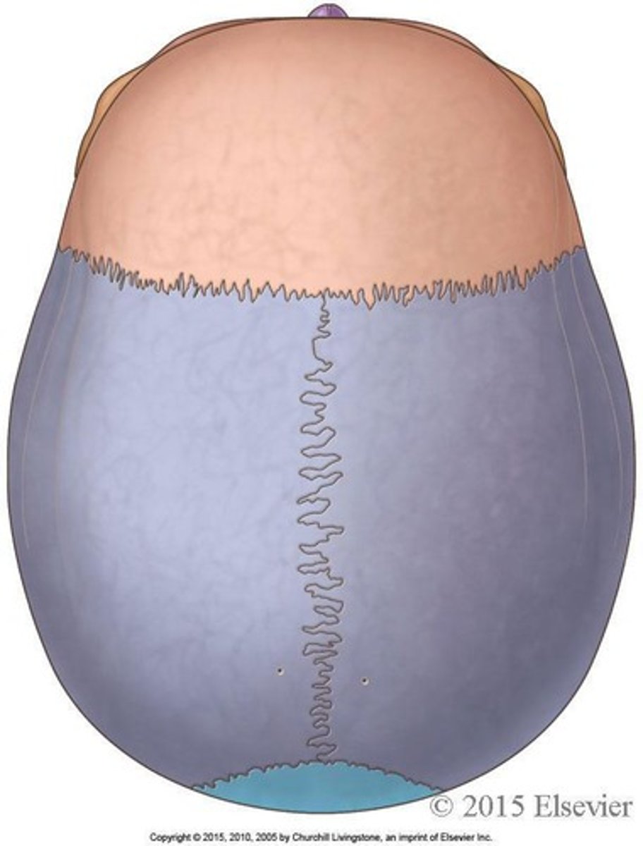 <p>Coronal suture, Sagittal suture, Lambdoid suture, Squamous suture</p>