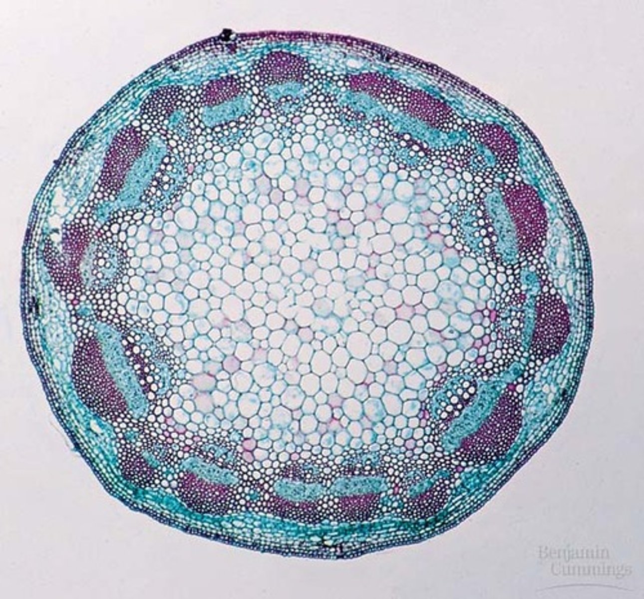 <p>what kind of a cell is this</p>