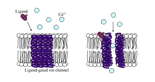 <p>A specific kind of channel that requires a particular neurotransmitter to open, like fitting a key into a lock. Once the key is inserted, a specific kind of ion will either enter or exit the cell, leading to depolarization/repolarization/hyperpolarization.</p>