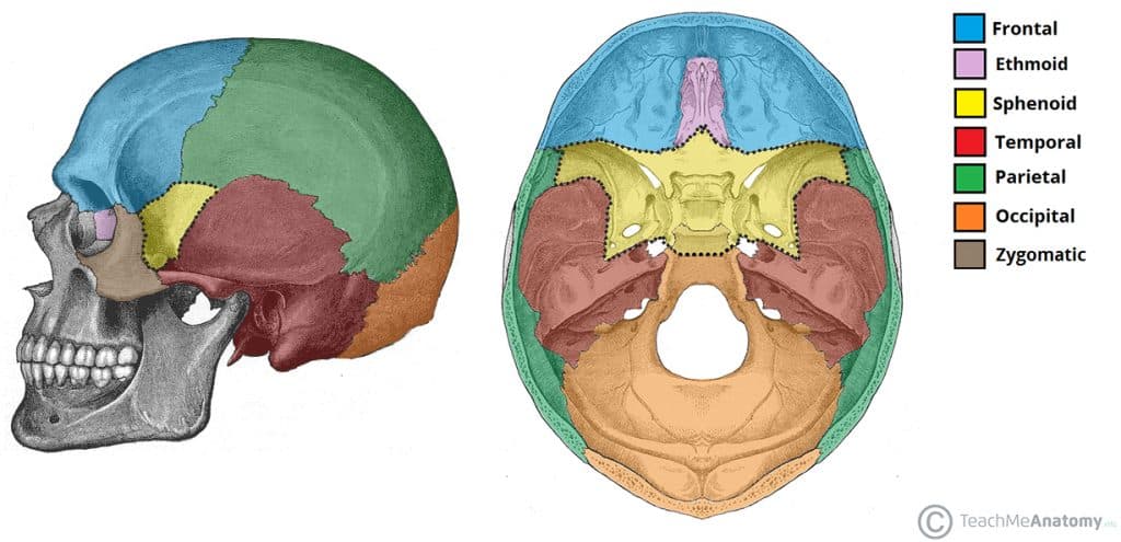 <p>What is the bone?</p>