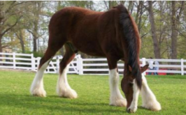 <p>Clydesdale </p>