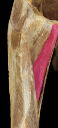 <p>medial on thigh, in front of gracilis</p>