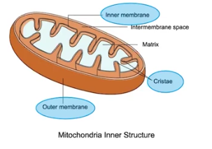 <p>Mitochondria</p>