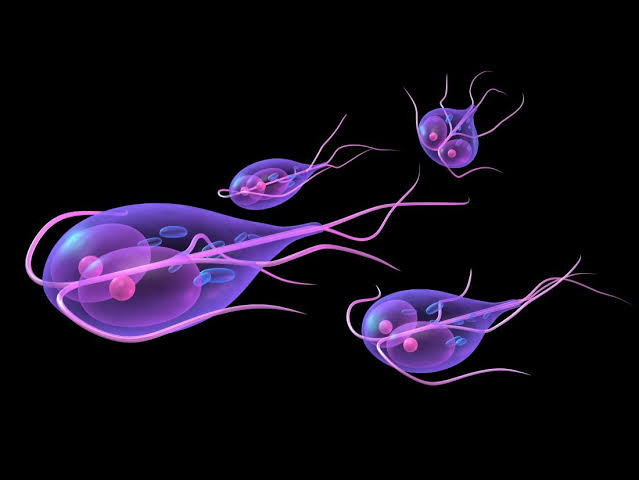 <p>Flagellated protozoa that causes diarrhea worldwide (associated with freshwater sources). </p><p>Cyst -&gt; trophozoite.</p>