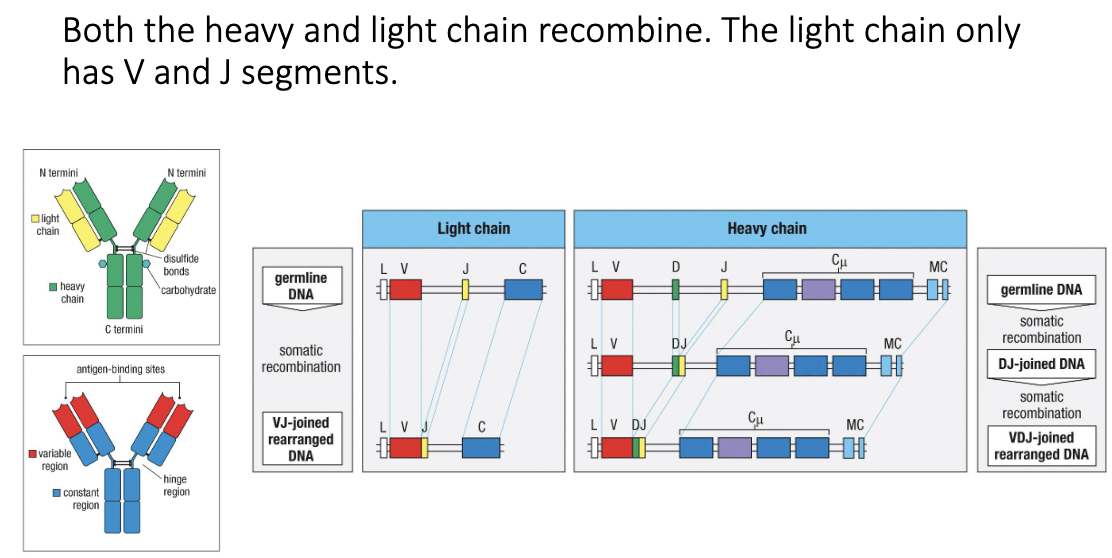 <ul><li><p>Light chains only use V + J&nbsp; segments</p></li><li><p>Two types: κ (kappa) and λ (lambda) light chains</p></li><li><p>Combine with heavy chains to form the complete antibody</p></li><li><p><strong>Formation process:</strong><br>Germline DNA → <strong>somatic recombination</strong> → rearranged DNA → <strong>transcription</strong> → primary RNA transcript → <strong>splicing</strong> → mRNA → <strong>translation</strong> → polypeptide chain</p><ul><li><p>Light blue = transmembrane domain which is removed to release the antibody</p></li></ul></li></ul><img src="https://knowt-user-attachments.s3.amazonaws.com/ba9f70a5-5bb6-4afc-8ca3-a5f615816382.png" data-width="100%" data-align="center"><p></p>