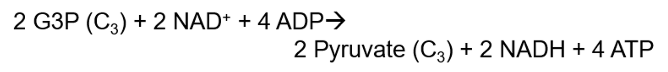 <p>Produces 4 molecules of ATP and 2 molecules of NADH, ends with 2 molecules of Pyruvate; net gain is 2 ATP (4 produced - 2 invested) and 2 NADH from G3P conversion</p>