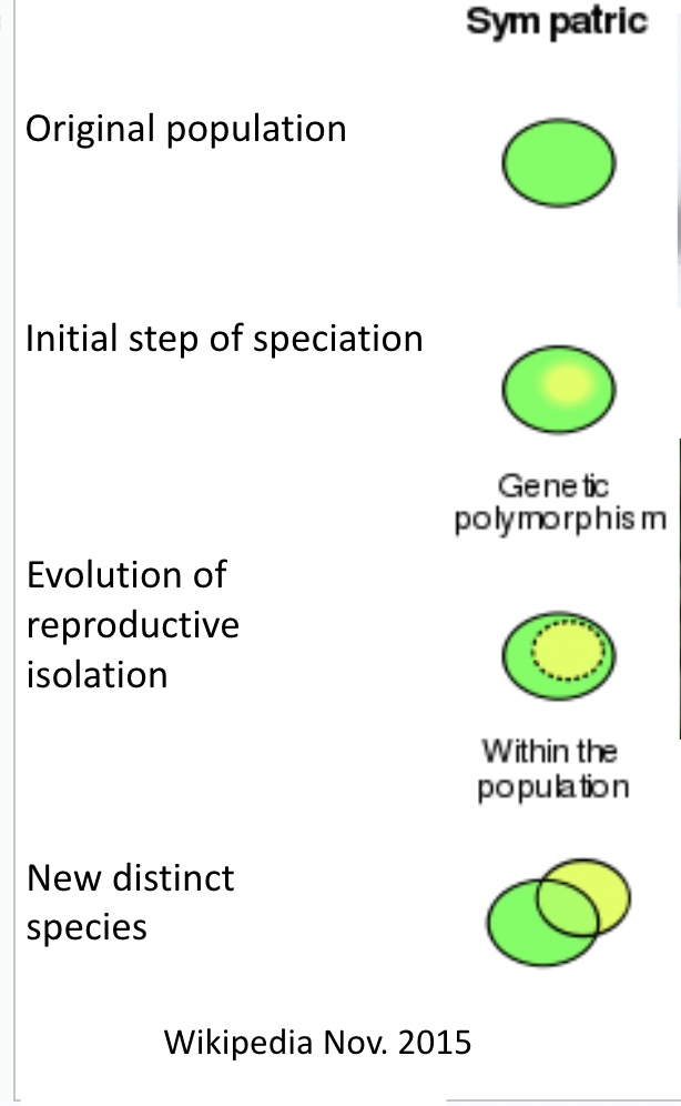 <ul><li><p>Genetic polymorphism leads to gene flow stopping, thus creating speciation as they can no longer mate with each other </p></li></ul><p>Ex: Hawthorne vs Apple maggot fly</p><p></p>