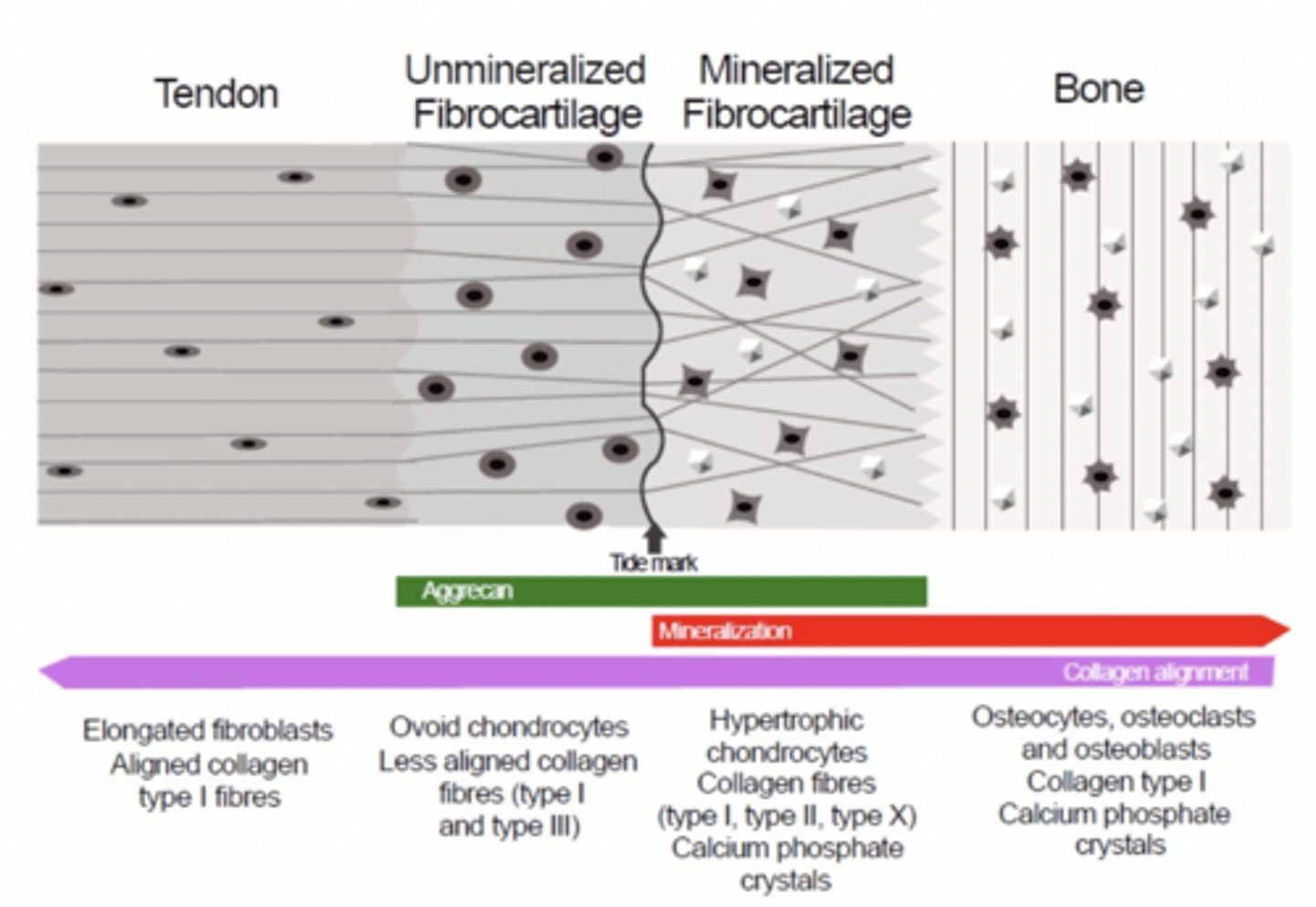 <p>The enthesis transitions from tendon to unmineralised fibrocartilage to mineralised fibrocartilage and finally to bone, creating a gradual change in stiffness</p><p>Plug of Fibrocartilage, has a lot of water so is a shock absorber</p>