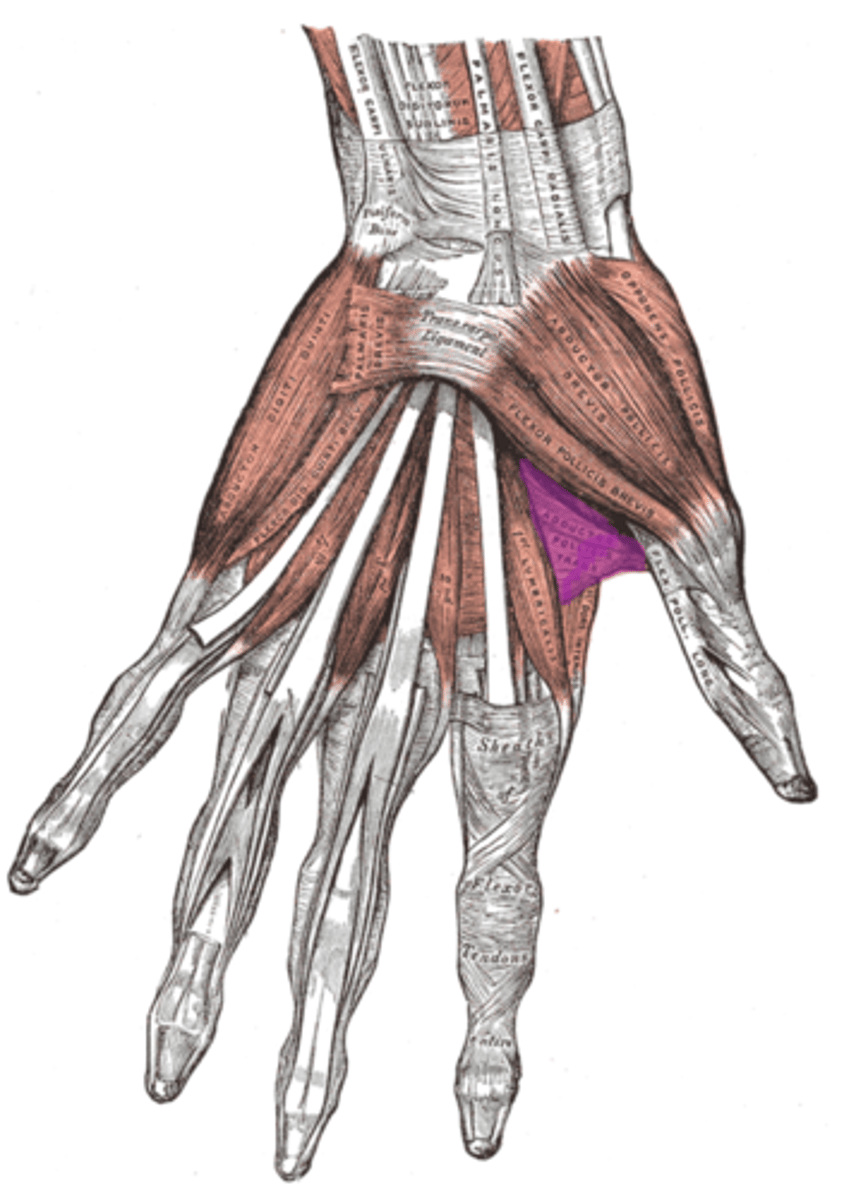 <p>deep ulnar</p>