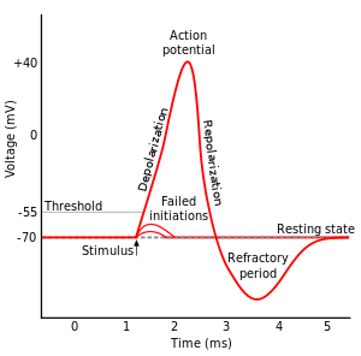 <p>- time where no further action potential can take place</p><p>- as all Na+ voltage gated channels are closed</p><p>- this time is taken to restore resting potential</p>