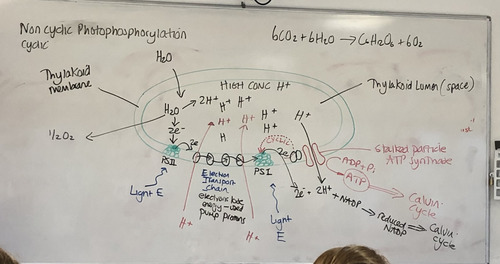 light energy enters PSII & excites chlorophyll e- to a higher energy level; the chlorophyll is photoionised & the excited e- leaves PSII.
the enzyme that catalyses photolysis is associated with PSII & drives photolysis.
water is split into e-, H+ and oxygen
the e- from water replace the excited e- ejected from the chlorophyll (PSII).
the excited, high energy e- from PSII pass along an electron transport chain (through protein electron carriers) in the thylakoid membrane.
as the e- pass along the carriers they lose energy.
this energy is used to pump H+ ions from the stroma into the thylakoid lumen.
the e- are passed to PSI.
PSI absorbs light energy which gives the e- more energy. the chlorophyll is photoionised & the e- leave PSI, passing on to a protein complex where each e- is recombined with a proton (H+) to form a hydrogen atom which is taken up by the hydrogen carrier NADP to form reduced NADP.
the combination of water splitting & proton pumping causes protons to build up inside the thylakoid lumen.
this causes a proton gradient across the thylakoid membrane.
protons fall through the stalked particle (by FD) which is made of ATP synthase.
ATP is synthesised from ADP + Pi.