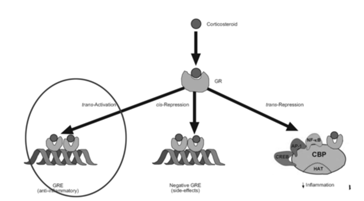 <p>binding to a gene and activating gene transcription (dimers)</p>