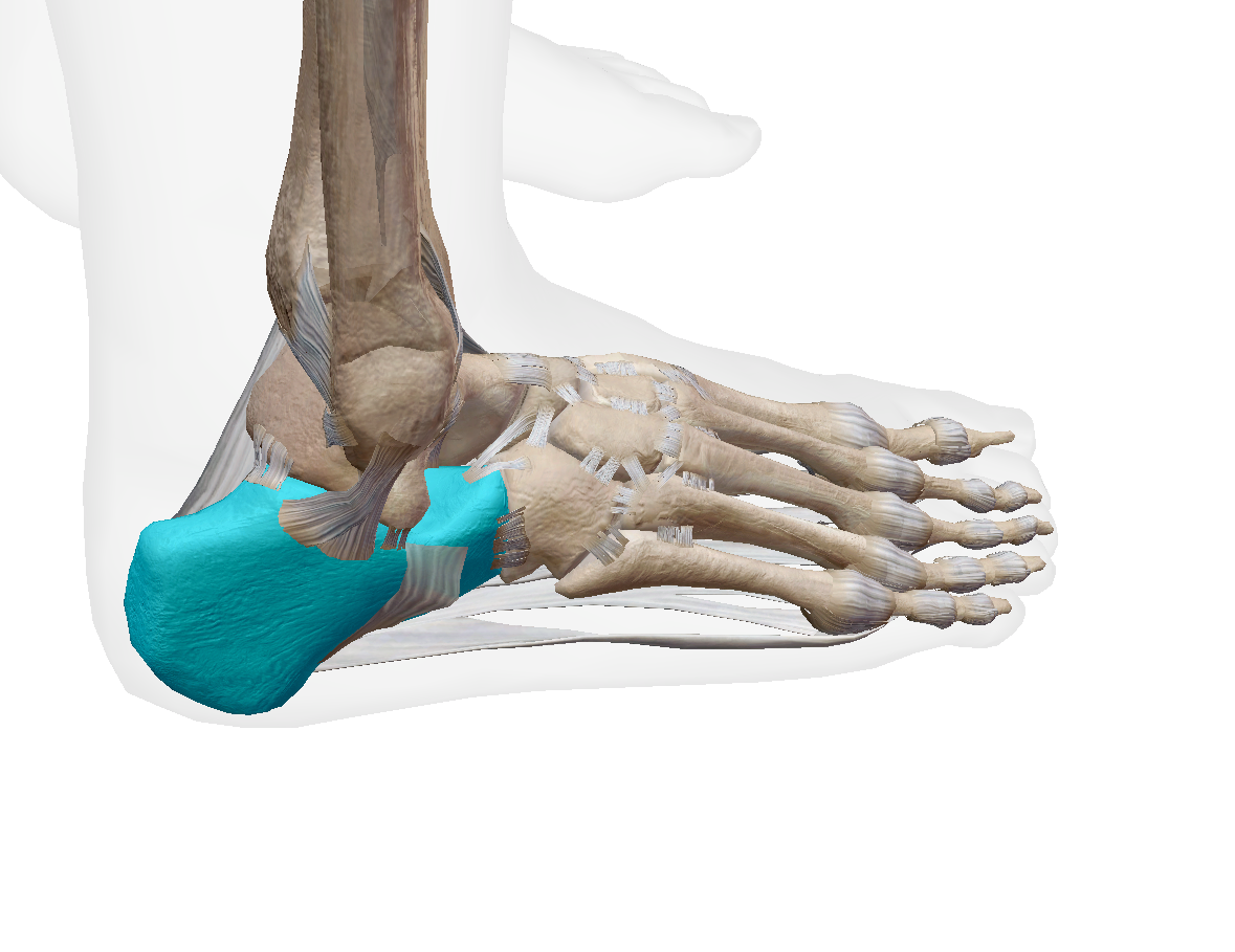 <p>Label the bone </p>