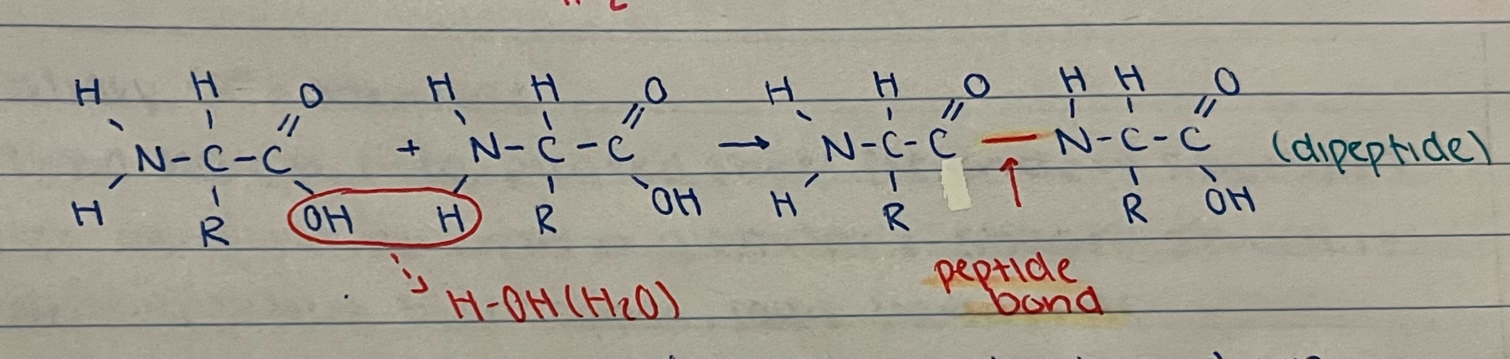 exaplain the process