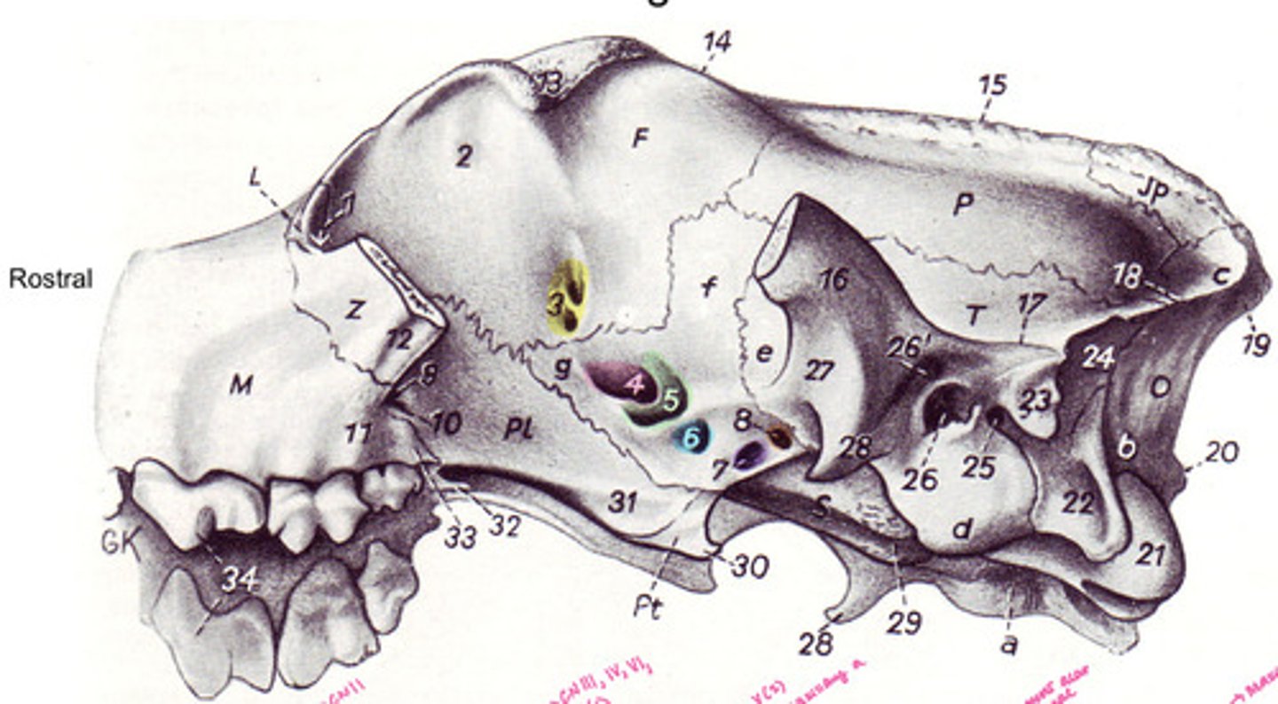 <p>What animal is this?</p>