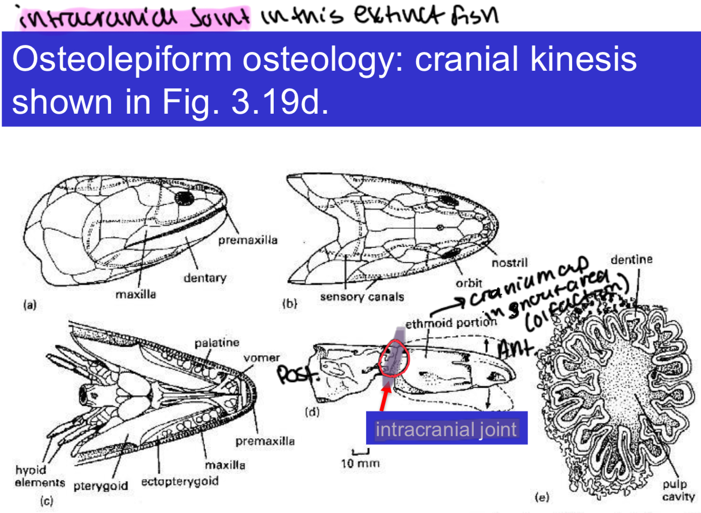 <p>Sarcopterygii:&nbsp;<strong>Coelacanthiformes&nbsp;(</strong>coelacanths<strong>)</strong></p><p><strong>intracranial joint</strong></p><ul><li><p>separates jaw into two parts, allowing mouth to open extremely wide for feeding</p></li></ul><p></p>